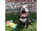 Adopt HUGO (Uno) a American Staffordshire Terrier, Pit Bull Terrier
