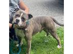 Adopt LLOYD Perfect Companion a Pit Bull Terrier