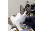 Adopt Mewbacca a Domestic Short Hair