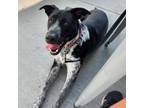 Adopt Pepper/Zane a Mountain Cur, Catahoula Leopard Dog