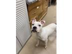 Adopt Wiggles a Pit Bull Terrier