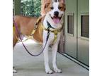 Adopt Remus a Pit Bull Terrier