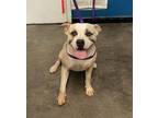Adopt Bumblebee a Pit Bull Terrier