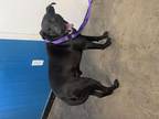 Adopt Bryan a Labrador Retriever, Pit Bull Terrier