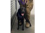 Adopt Mia a Labrador Retriever