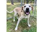 Adopt Milton a Labrador Retriever, Mixed Breed