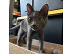 Adopt Benjamin Button a Russian Blue