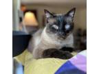 Adopt Maui a Siamese
