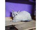 Adopt Frankie a Snowshoe, Siamese