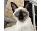 Adopt Pooky a Siamese, Domestic Short Hair