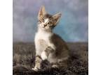Adopt Baby Lasagna a Domestic Short Hair