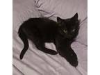 Adopt Smalls a American Shorthair