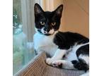 Adopt Baby Back (Ribs) a Domestic Short Hair