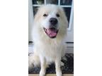 Adopt Marco a Great Pyrenees