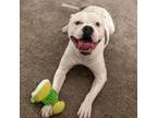 Adopt Grunt a Pit Bull Terrier, Boxer