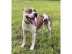 Adopt Lucky a Staffordshire Bull Terrier, Pit Bull Terrier