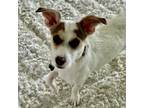Adopt Juan Cuadrado a Jack Russell Terrier, Mixed Breed
