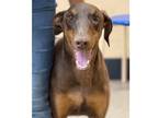 Adopt Jax a Doberman Pinscher