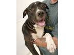 Adopt Droop a Pit Bull Terrier, Mixed Breed