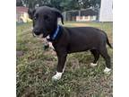 Adopt Baxter a Labrador Retriever, Mixed Breed