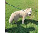 Adopt Coop a Husky