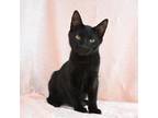 Adopt Elvis a Domestic Short Hair