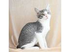 Adopt Wally a Domestic Short Hair