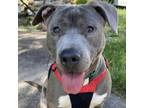 Adopt Chopper a Pit Bull Terrier