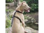 Adopt Nibs a Weimaraner
