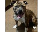 Adopt Ozias a American Staffordshire Terrier
