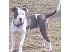 Adopt Sherman a Pit Bull Terrier