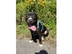 Adopt Simon a Pit Bull Terrier