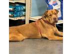 Adopt Kors Mel OS PDR/Scooby a Shar-Pei, Mixed Breed