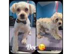 Adopt Doc a Shih Tzu