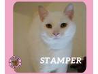Adopt Stamper a Domestic Short Hair