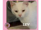 Adopt Lev a Domestic Short Hair