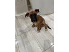 Adopt Nandor a Mixed Breed