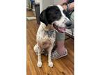 Adopt Jack a Mixed Breed