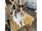 Adopt August a Domestic Short Hair