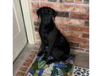 Adopt Knuckles a Labrador Retriever, Mixed Breed