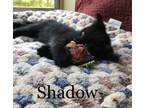 Adopt Shadow a Bombay, Domestic Short Hair