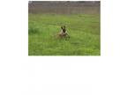 Adopt Nash a Belgian Shepherd / Malinois