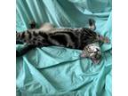 Adopt Cessna a Domestic Short Hair