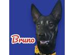 Adopt Bruno a German Shepherd Dog, Belgian Shepherd / Malinois