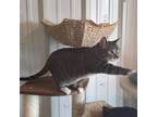 Adopt CJ a Domestic Short Hair