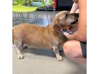 Adopt Binky a Dachshund, Labrador Retriever