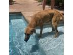 Adopt Zeus a German Shepherd Dog