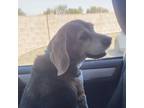 Adopt Snoopy a Beagle