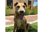 Adopt Big Paws a Labrador Retriever