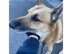 Adopt Dunkin a German Shepherd Dog
